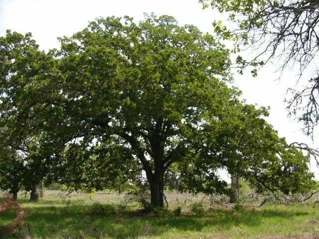 View Lot 8H Granite RD Lot 8H Granite RD - front exterior - Luxury home in Paige, TX