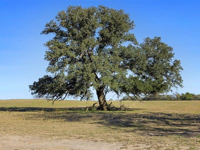 Living area at 0 Stockade Ranch Rd - Culling, Aaron, Paige, TX