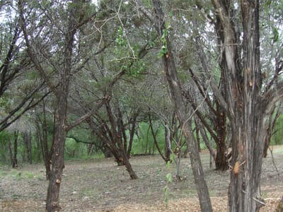 Primary bedroom at 11112, 11106 Travis Dr - Jonestown Hills, Jonestown, TX
