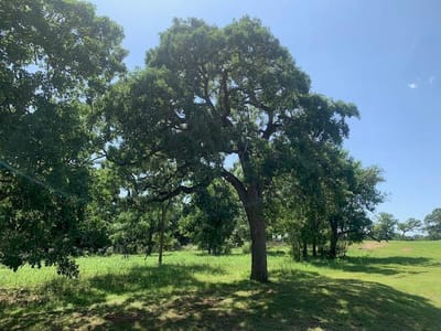 Primary bedroom at 258 Colovista Pkwy - Colovista Country Club, Bastrop, TX