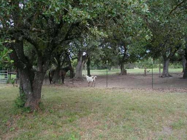 1206 Peach Tree