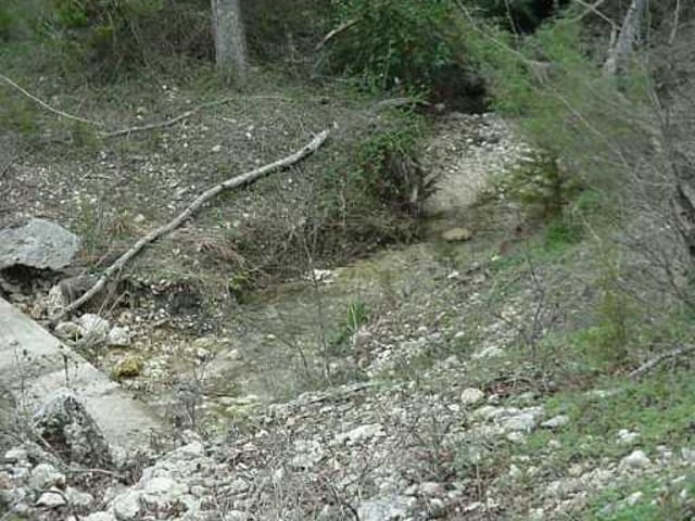 13726 Wild Turkey PASS