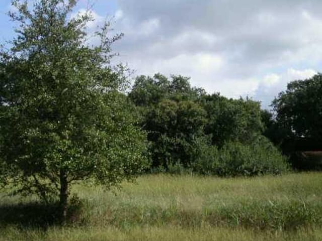 15504 Cedar Ledge