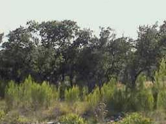 1950 Springlake DR