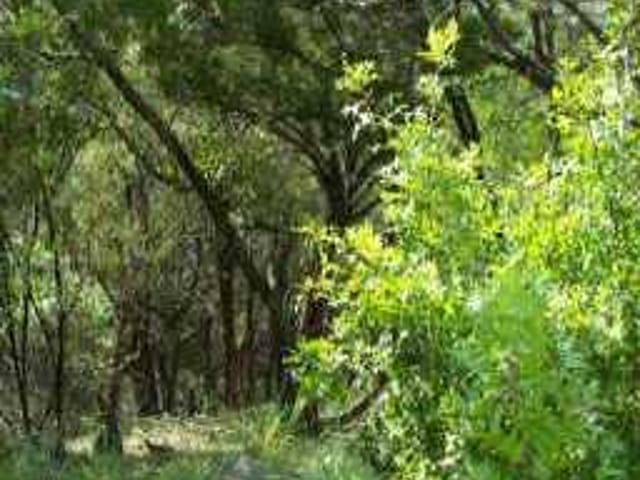 2404 Eagle PT