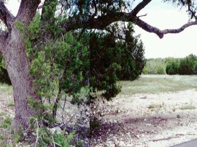 251 QUARTERHORSE