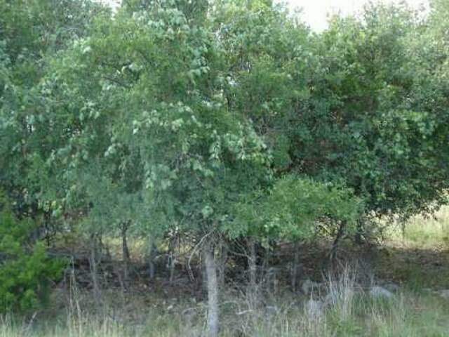 309 Doe RUN