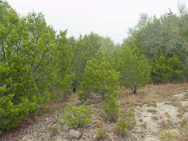 8408 Cactus Bend CV