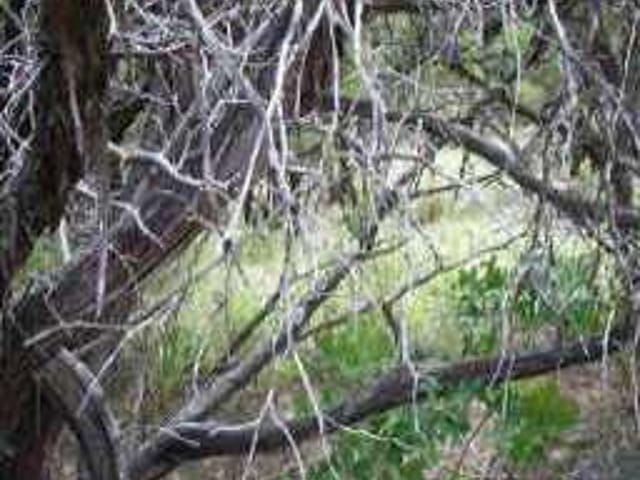 L-1345 Broken Bow TRL