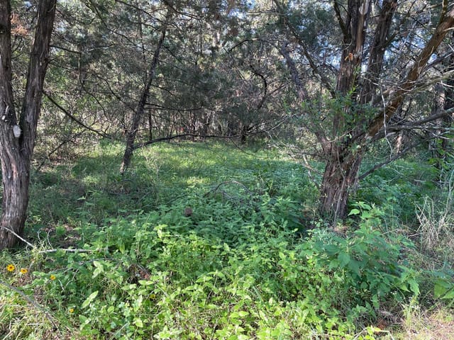 Lot 423 Indian Summer