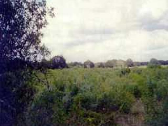 PIN OAK