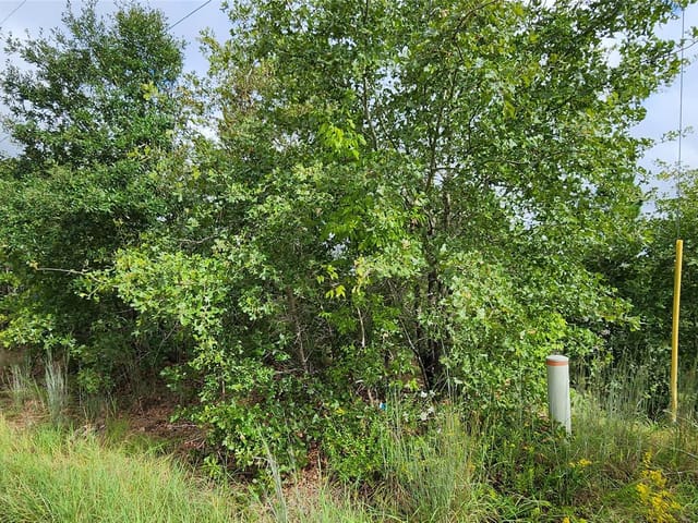 TBD Homonu (Lot 105) Ct