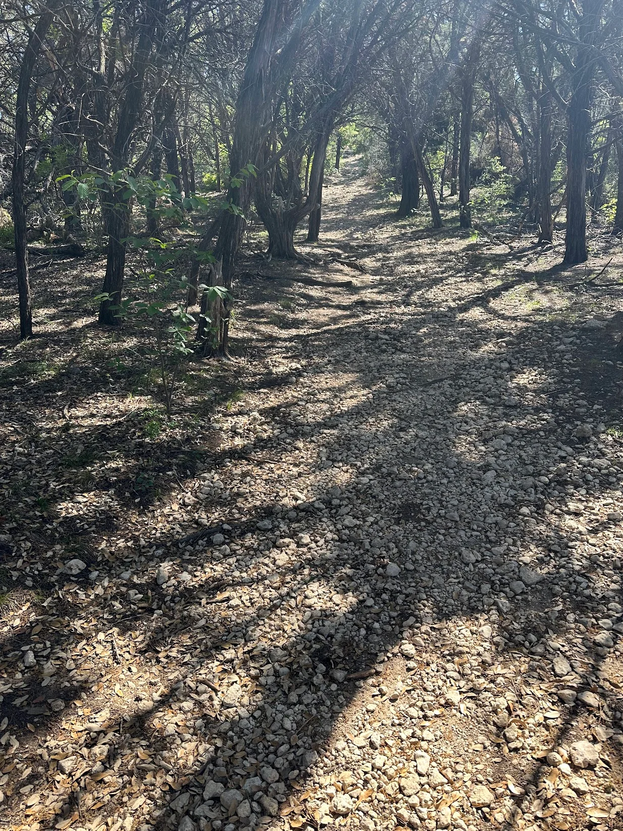 Shaded hiking path along Bull Creek at St. Edward's Park in Austin