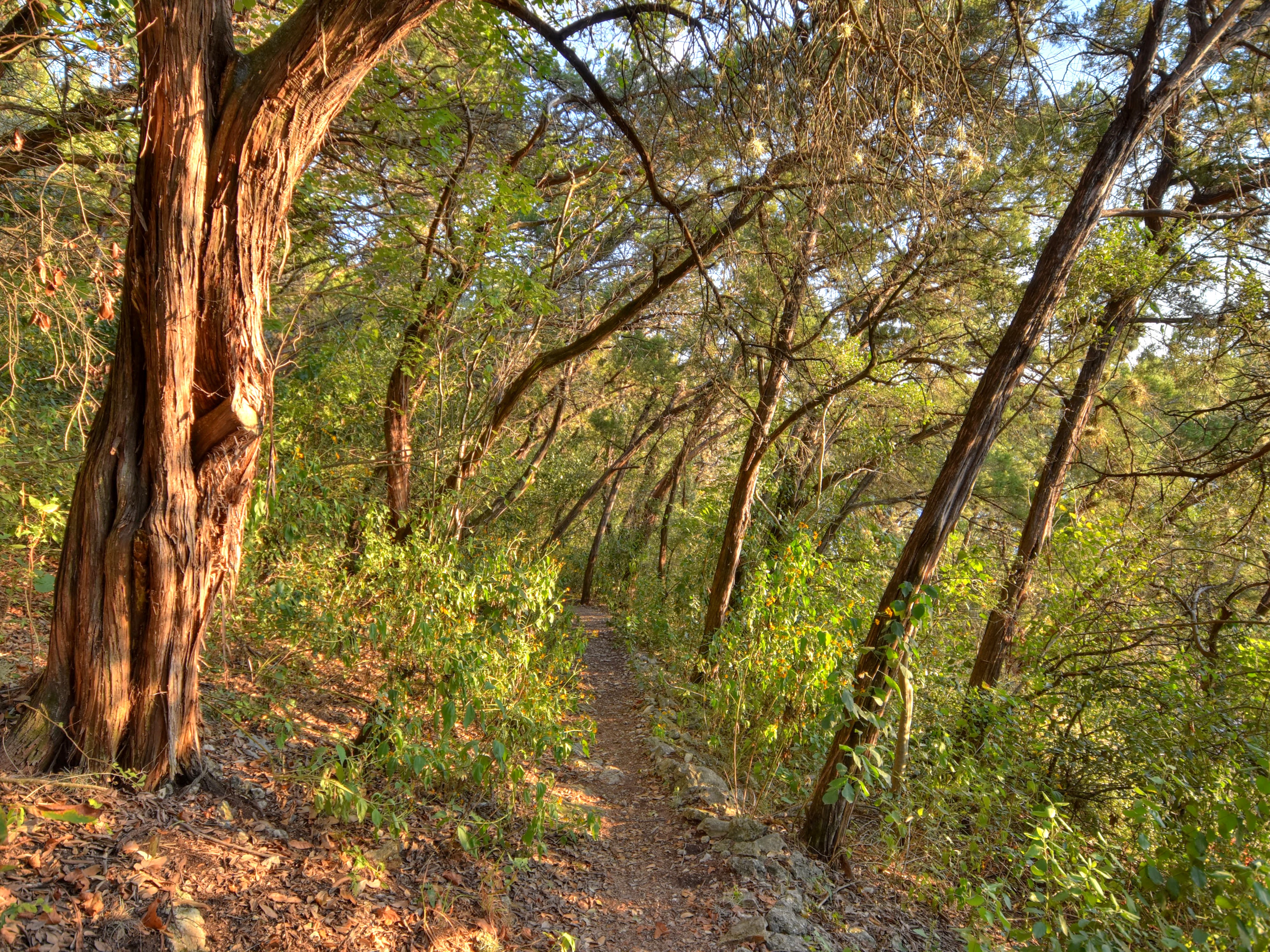 Shaded walking trail with native wildflowers in Balcones Park