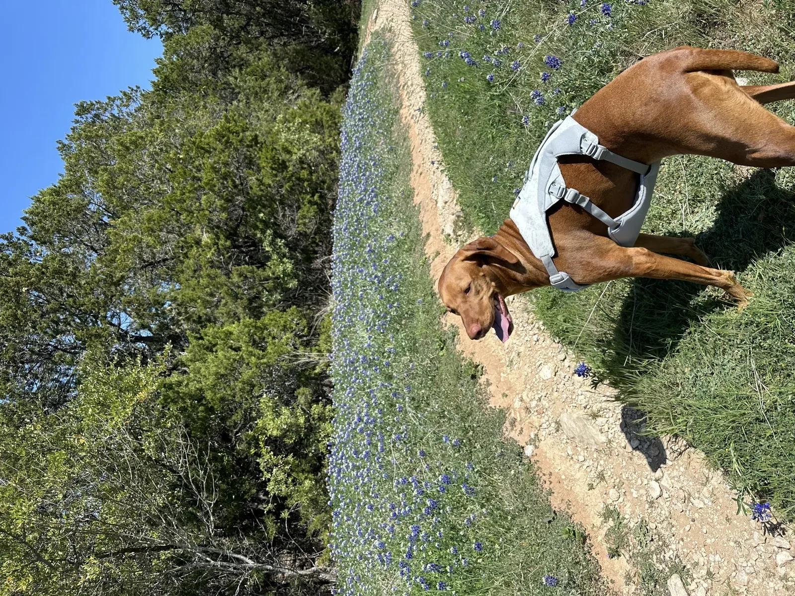 Scout on a Texas bluebonnet trail