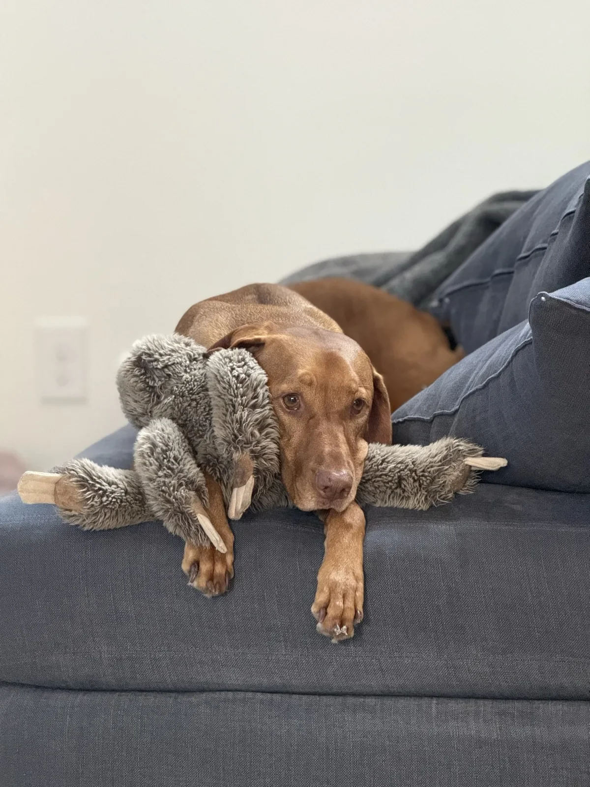 Scout with her favorite stuffed toy