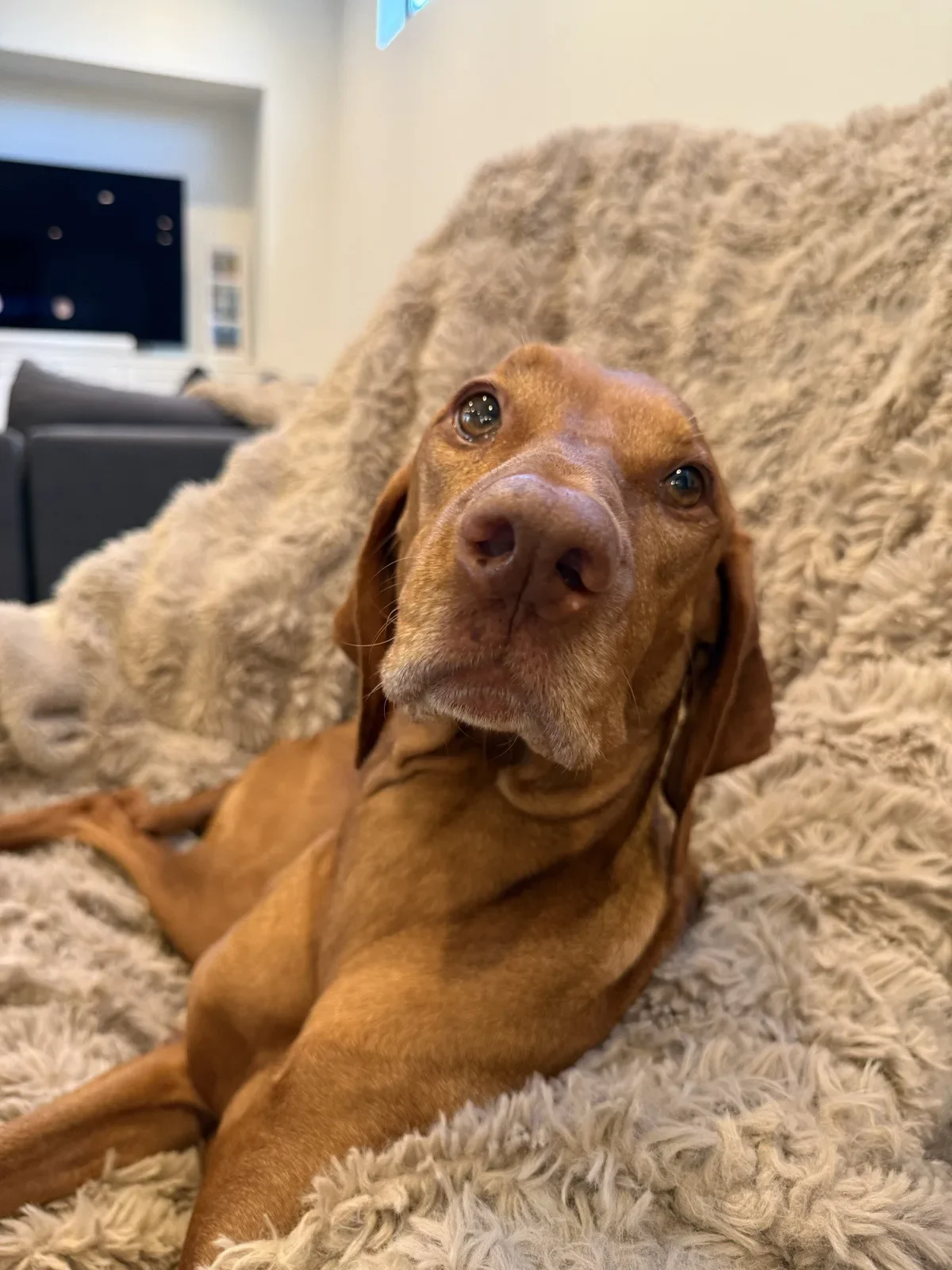 Scout relaxing on her blanket