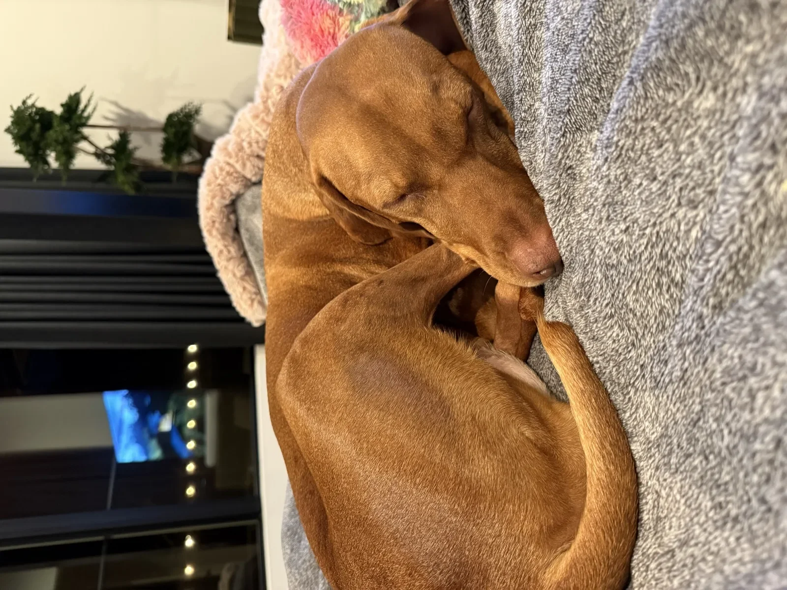 Scout curled up after a long day of happiness duties