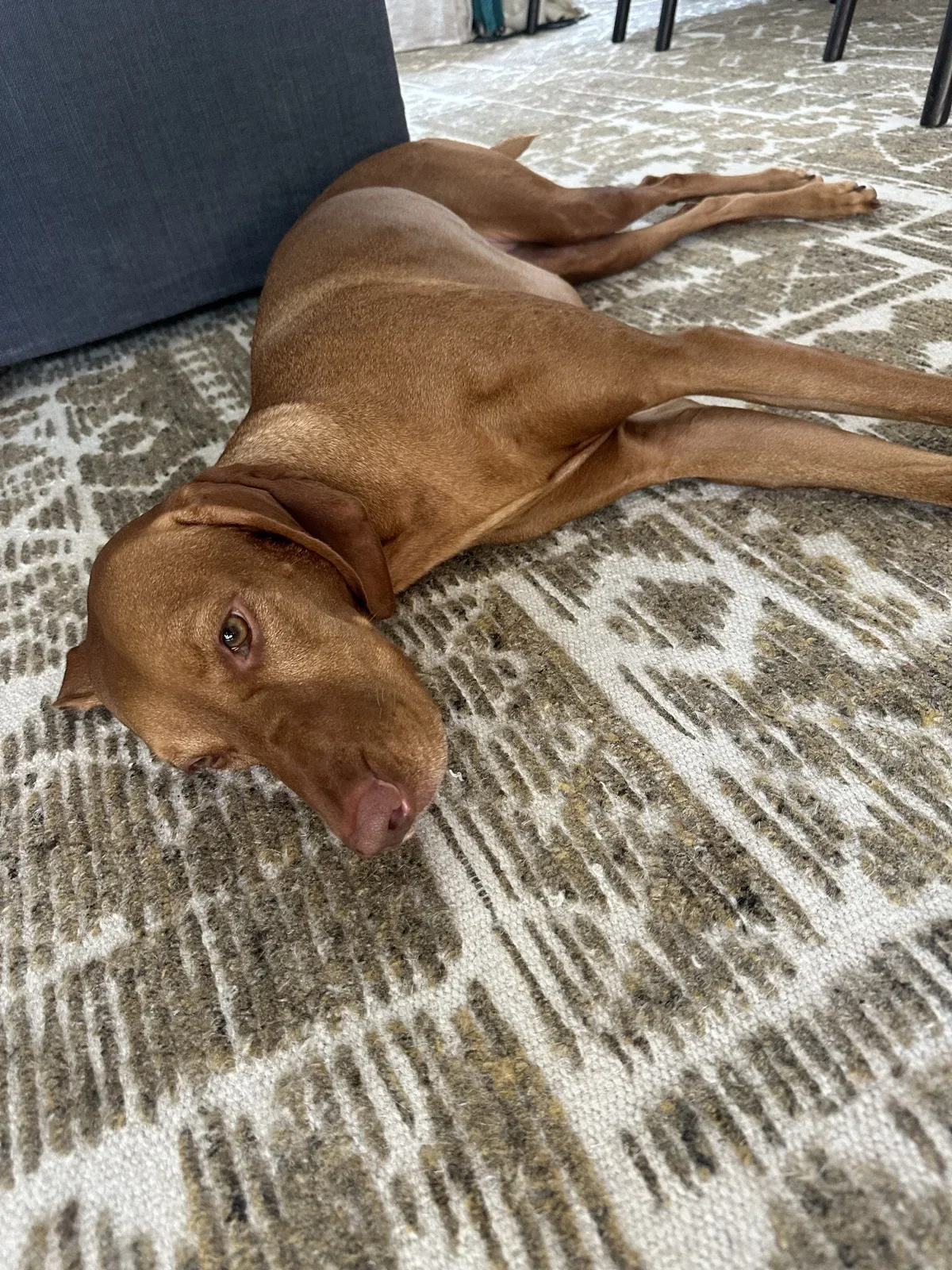Scout lounging on the office rug