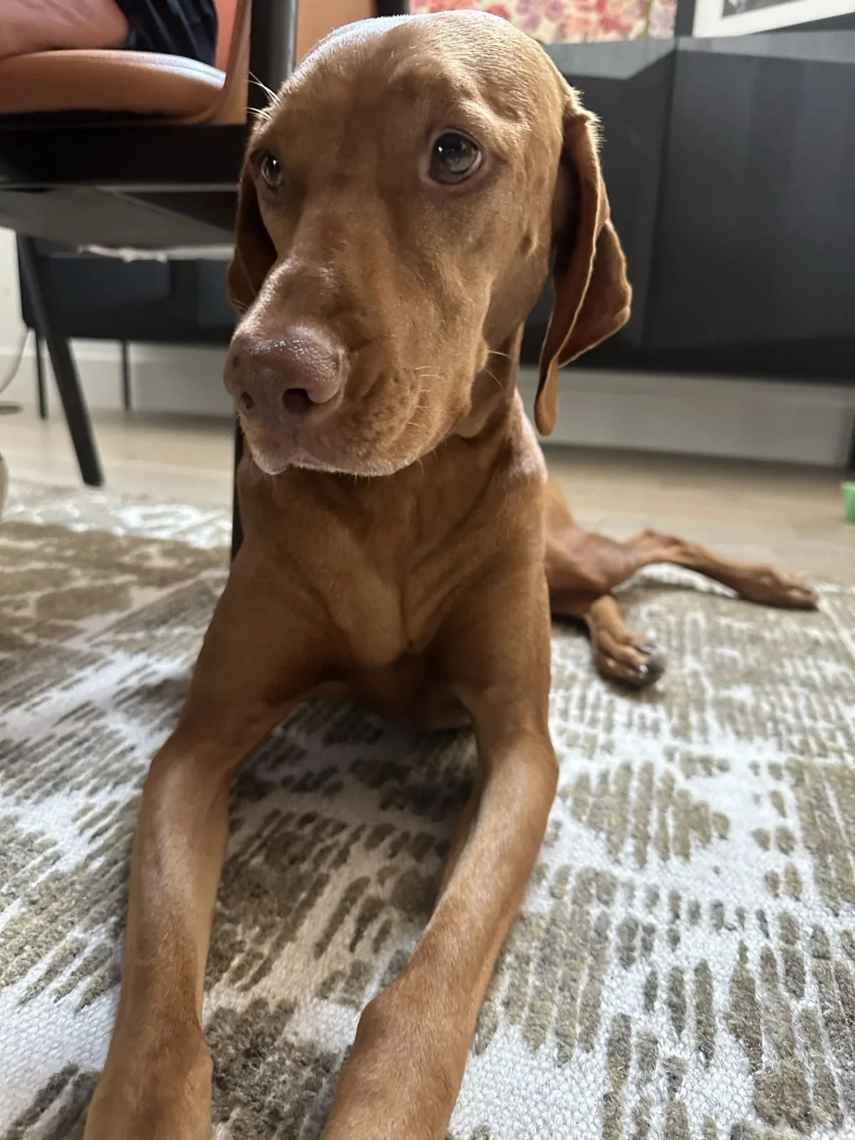Scout greeting visitors at the office