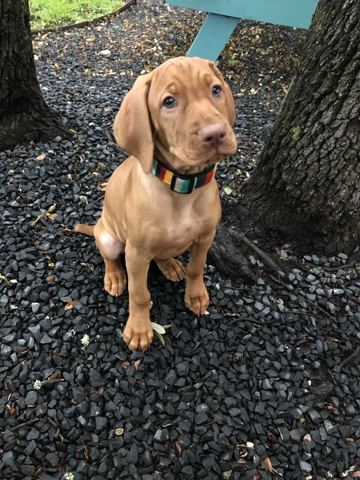 Scout giving her best puppy eyes