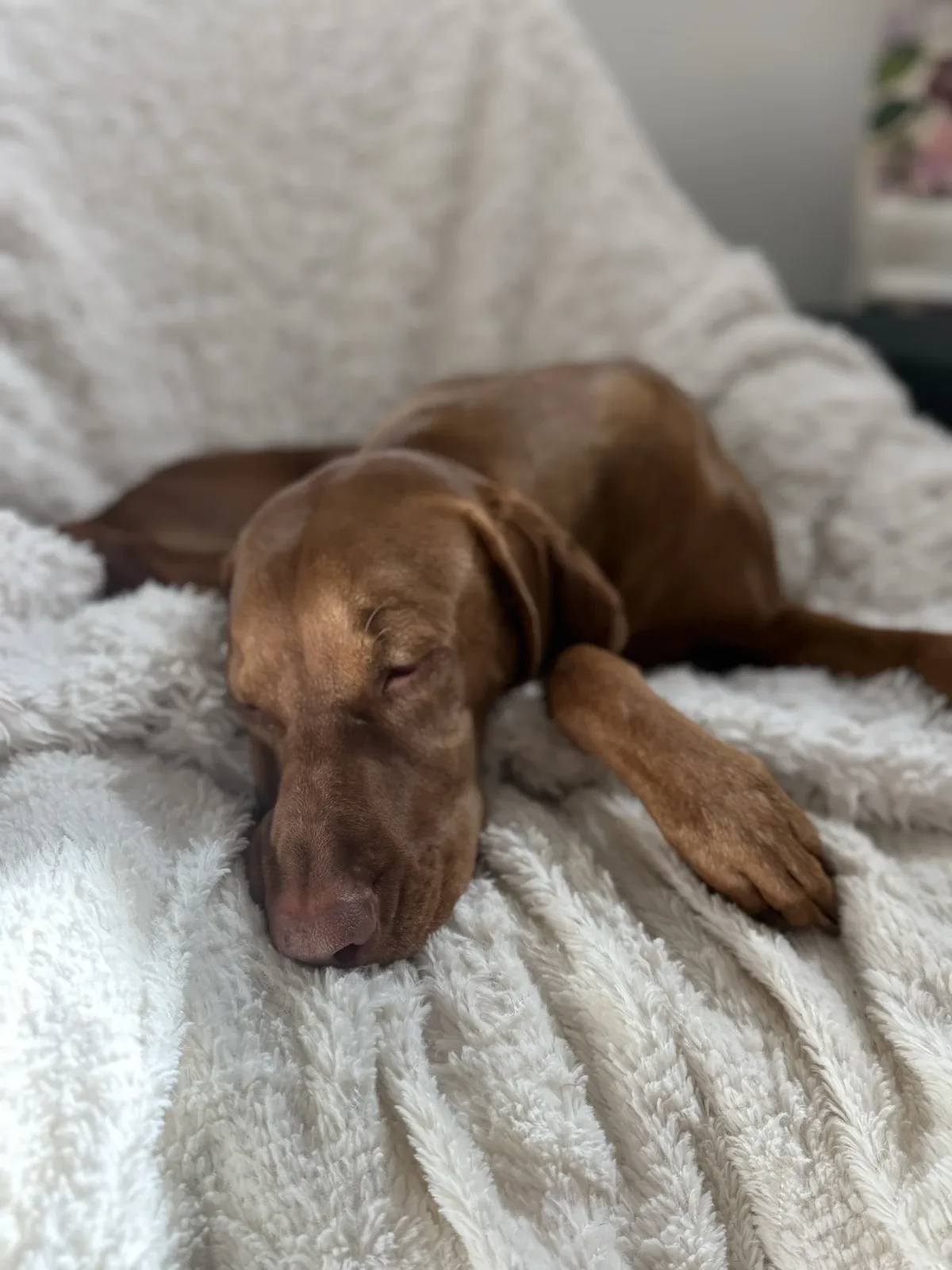 Scout napping between client visits