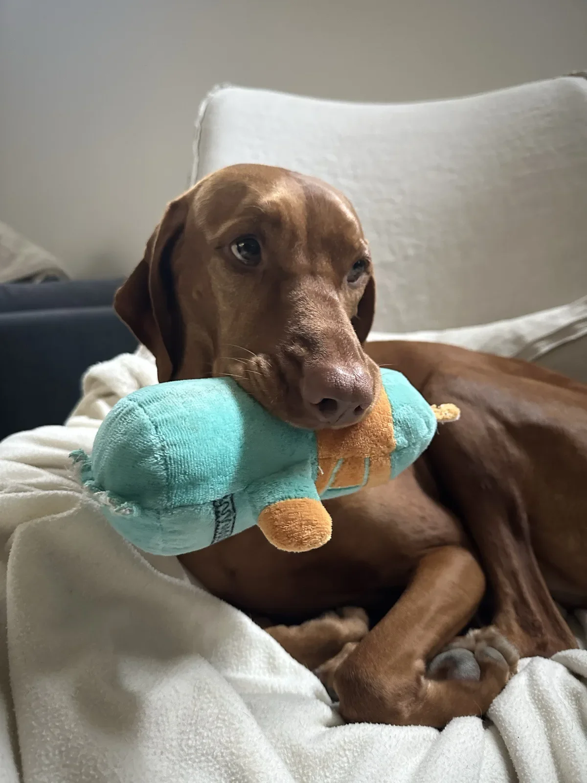 Scout holding her toy - part of the rotating collection