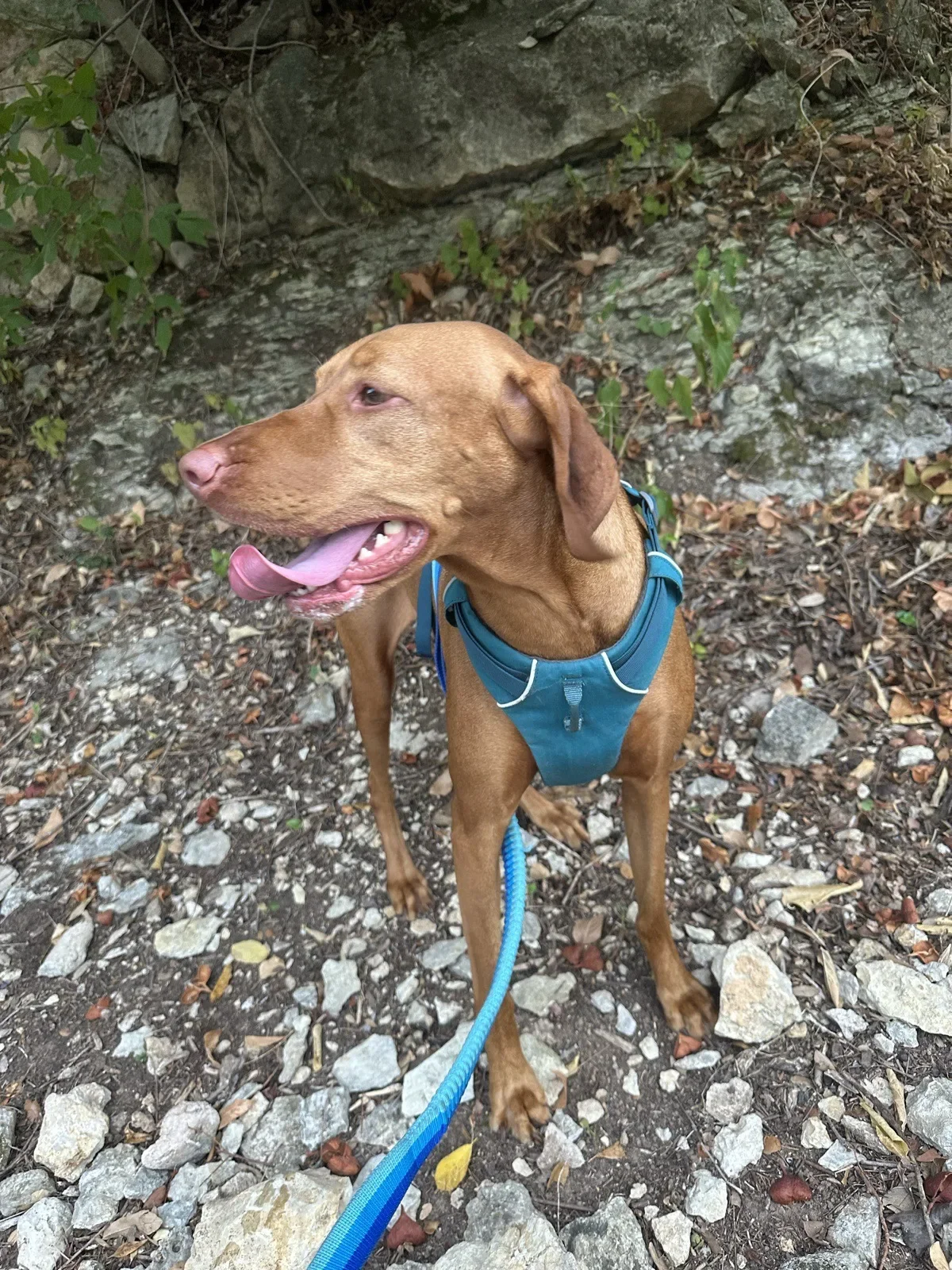 Scout hiking the Northwest Hills trails