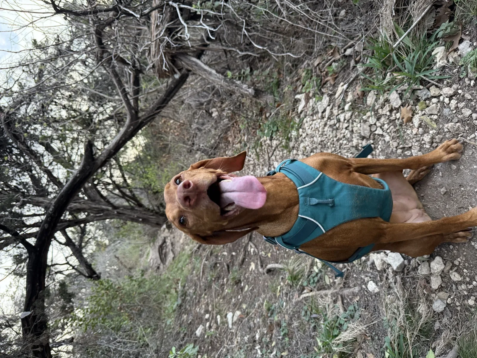 Scout trail running in the Hill Country