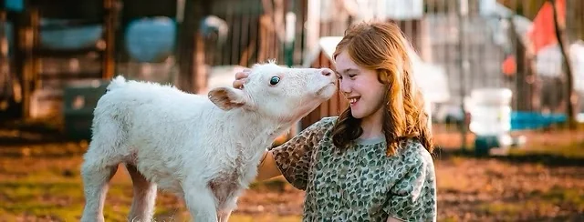 A child beside a white farm animal.